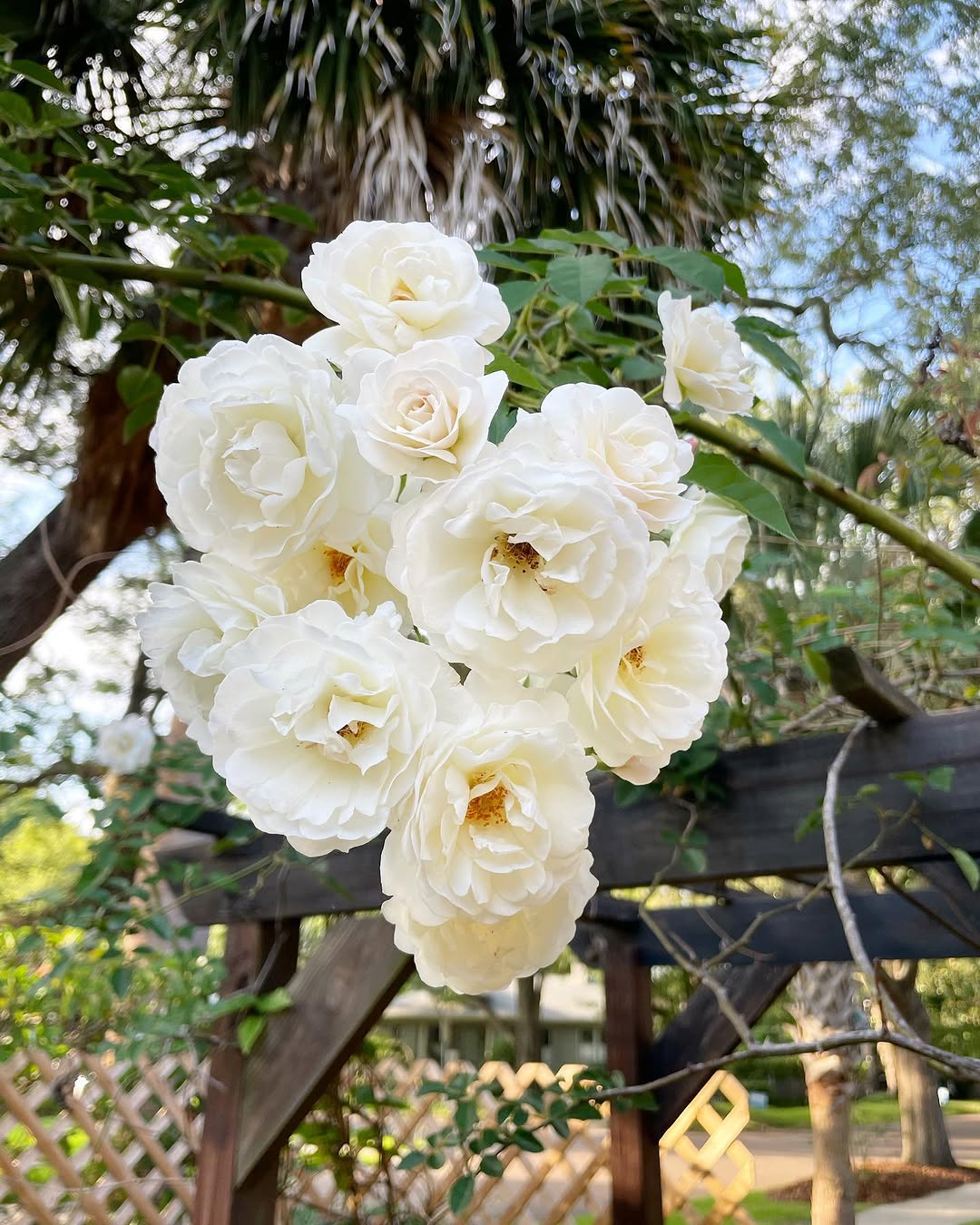 Flower, Nature, Rose