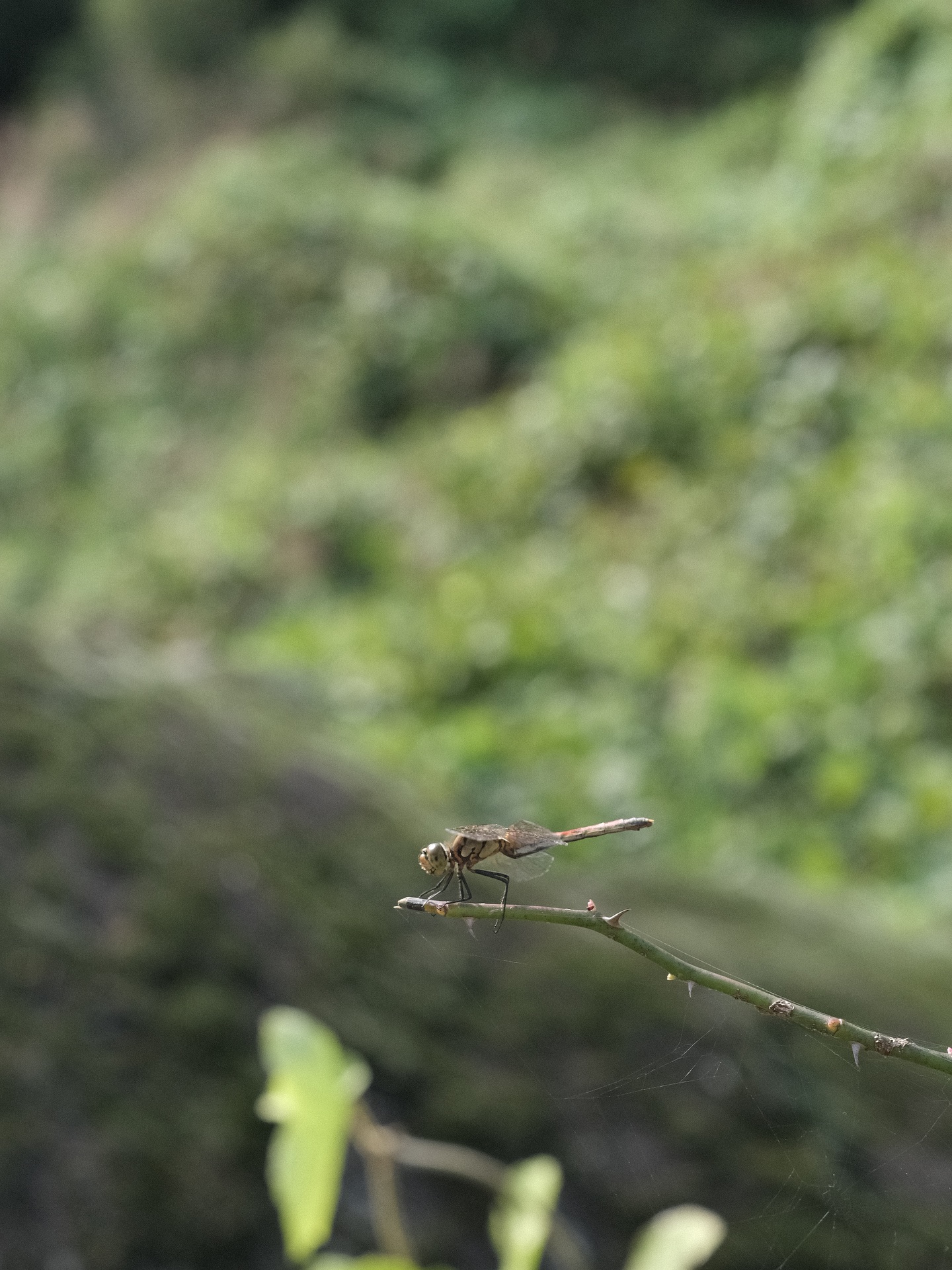 Animal, Nature