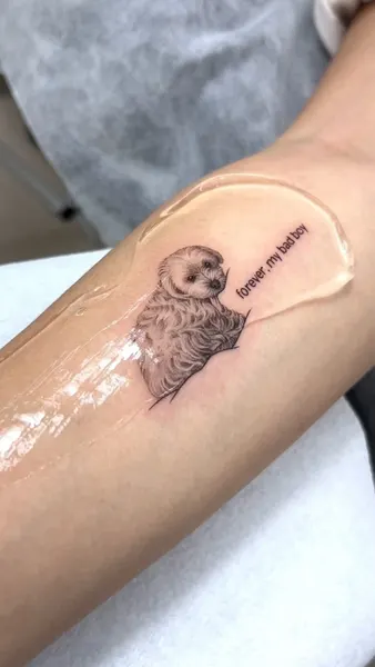 코알라, 고슴도치, 나무늘보