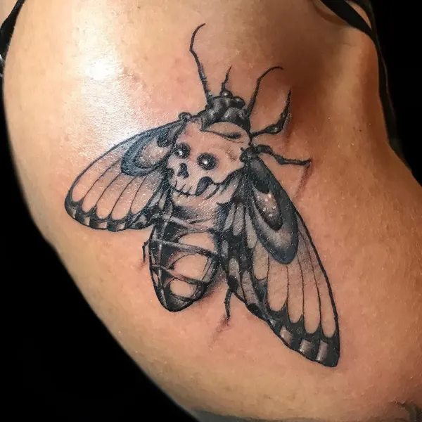 Animal, Nature