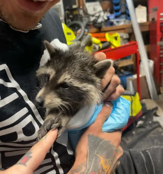 Animal