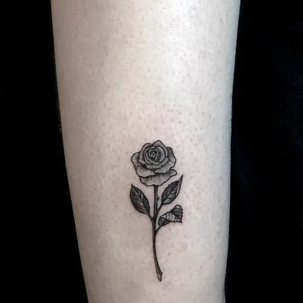 Rose, Nature, Flower