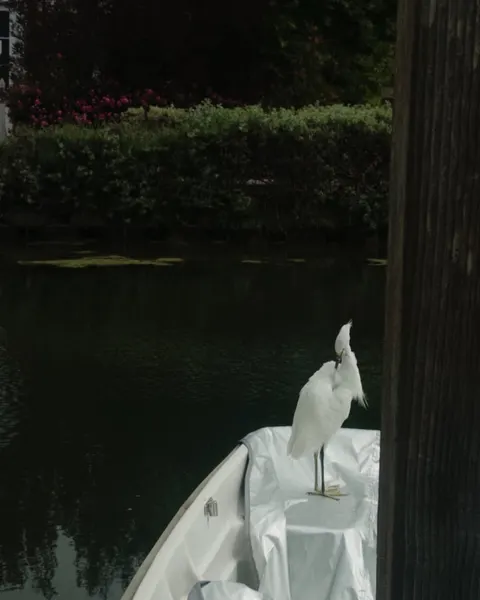 ponywave