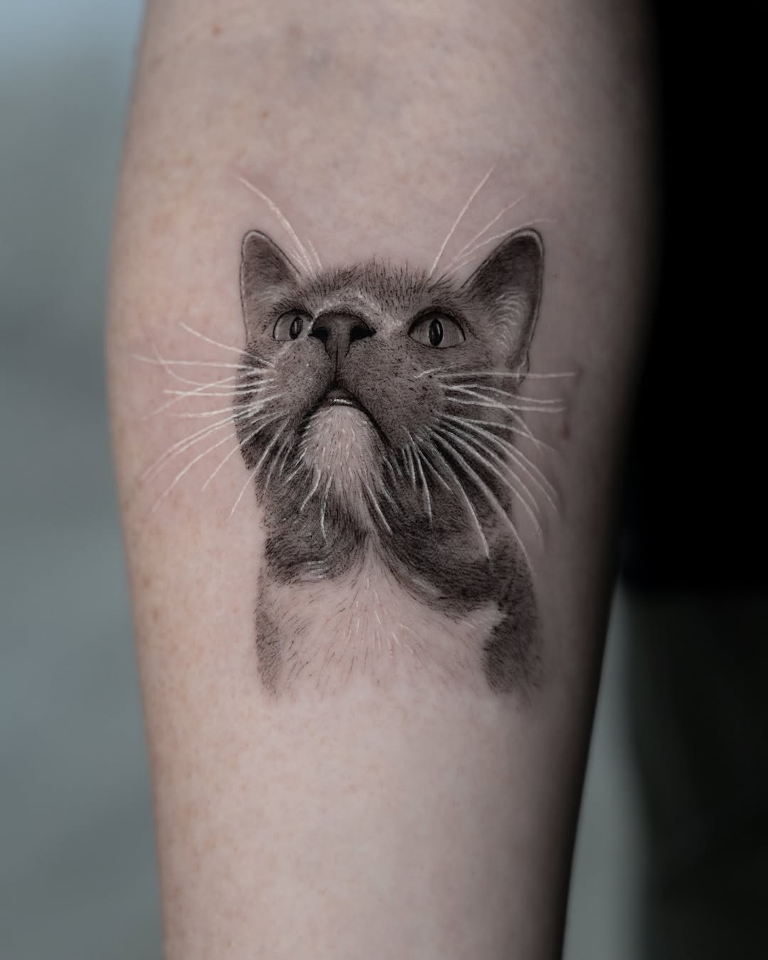 고양이