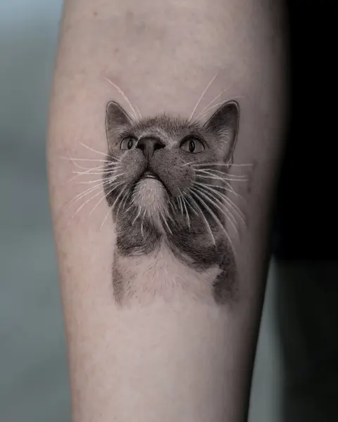 고양이