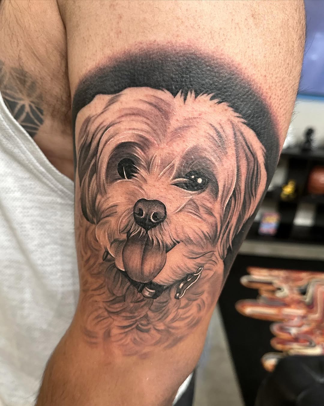 Animal