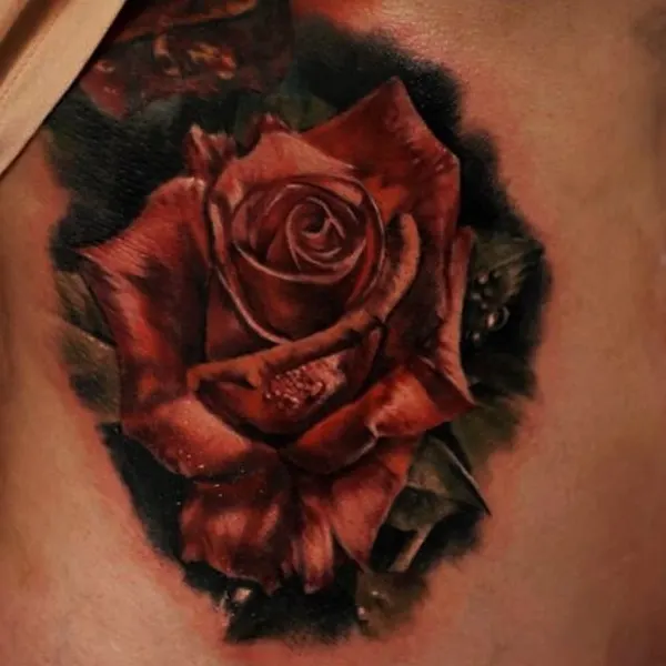 Flower, Rose, Nature