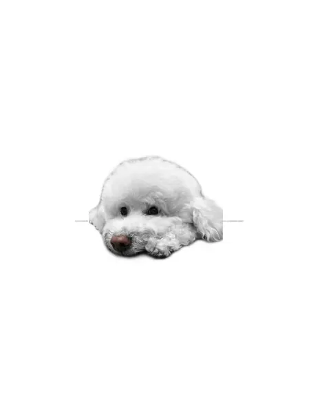 아기