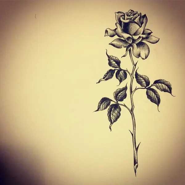 Flower, Rose