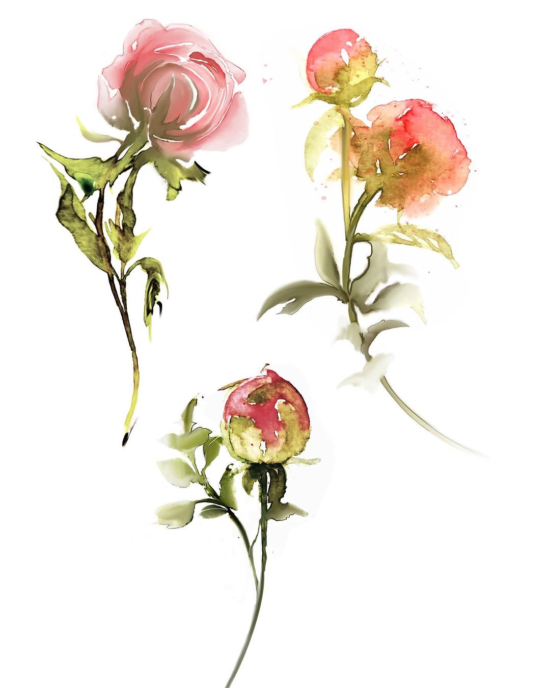 Flower, Rose