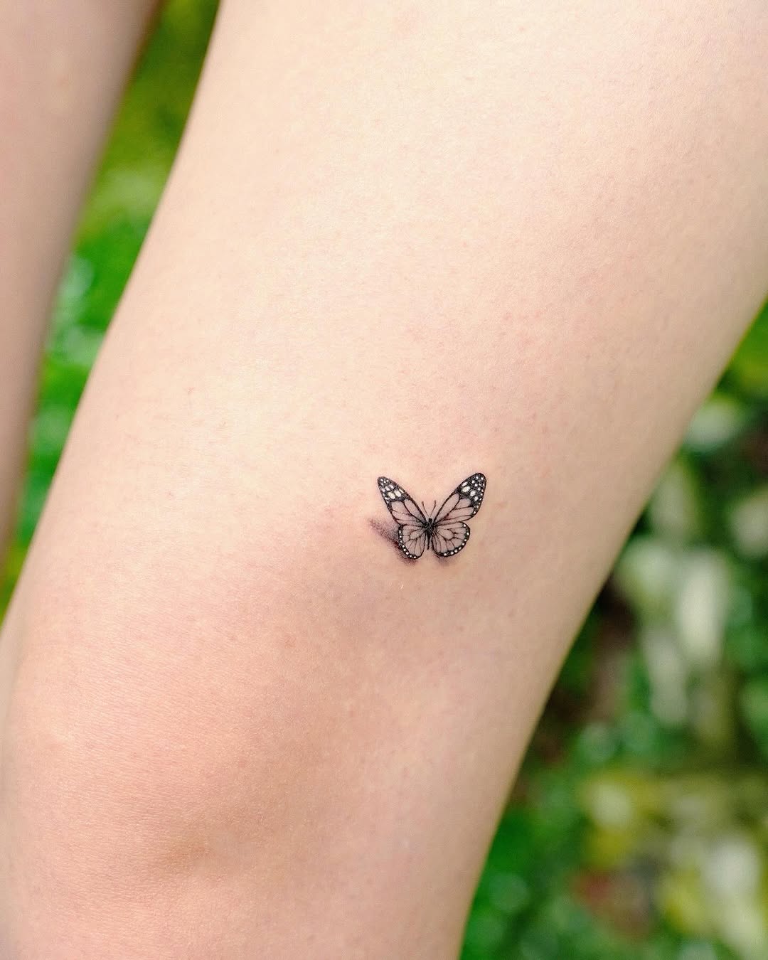 Animal, Nature