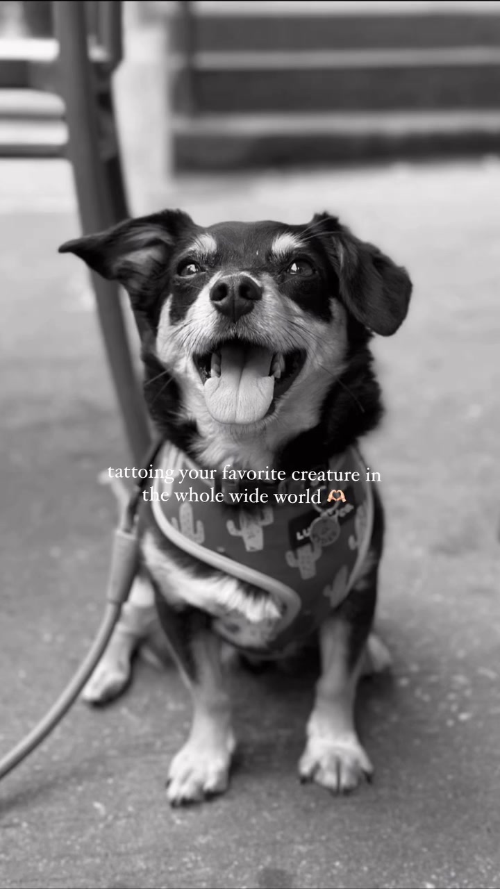 Animal