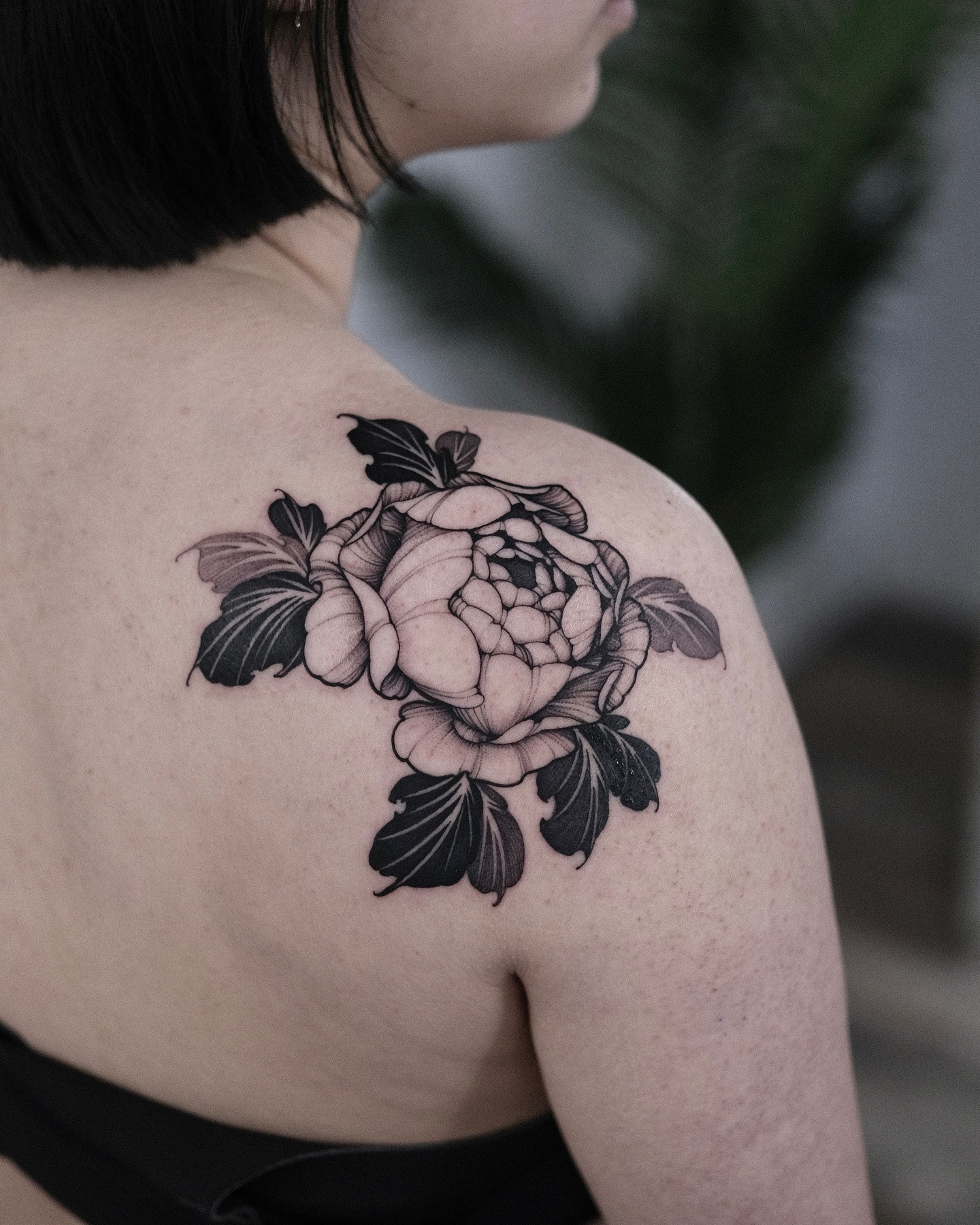 Flower, Nature, Rose