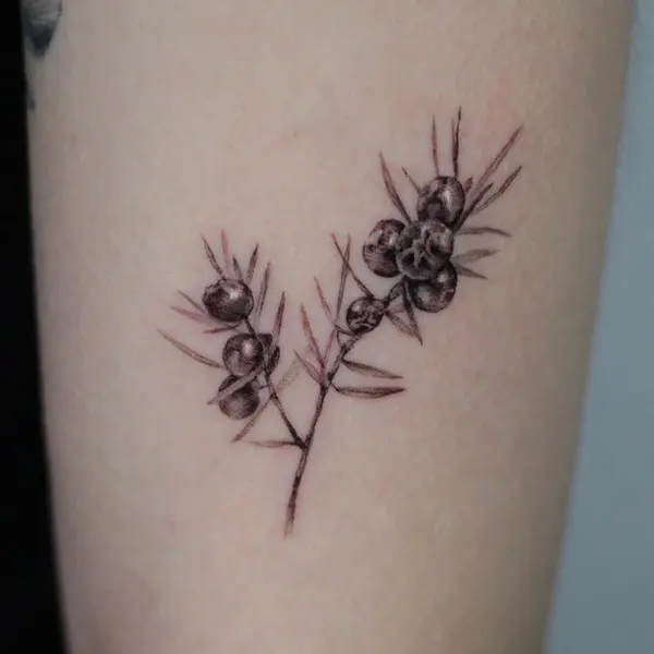풀, Flower, 올리브 가지