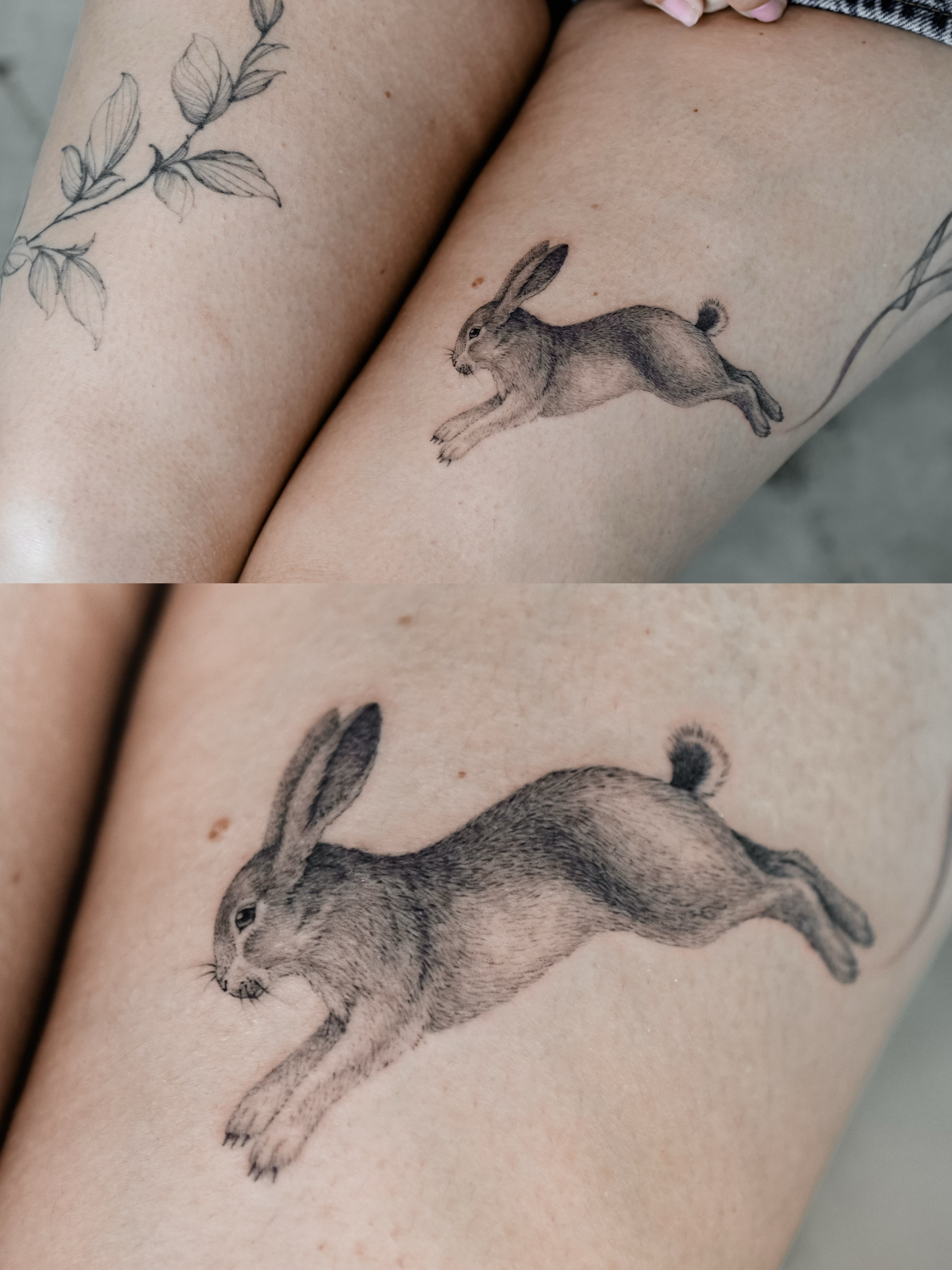 Animal, 토끼