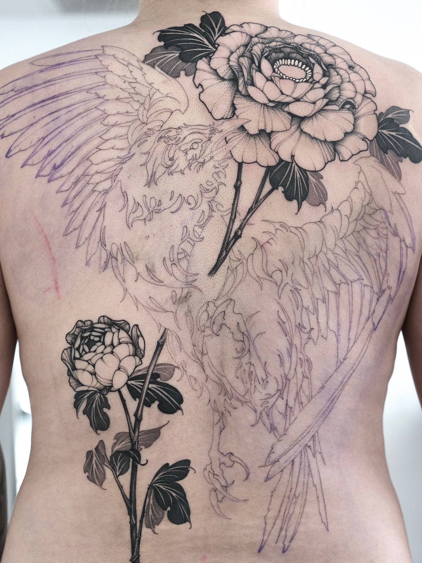 Flower, Rose, Nature