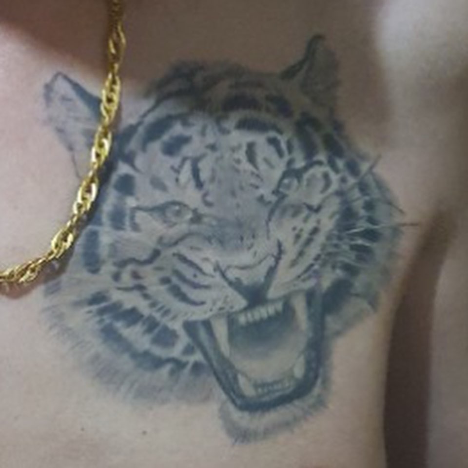중국 호랑이, 한국 호랑이, Tiger