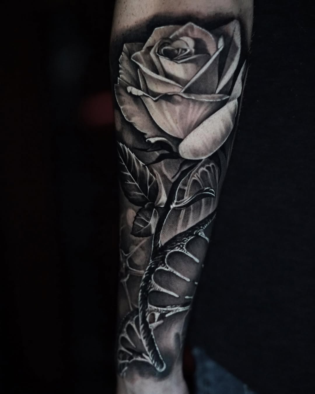 Flower, Rose
