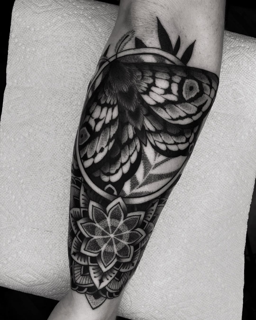 Animal, Nature, Flower