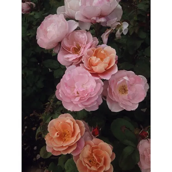 Flower, Rose, Nature