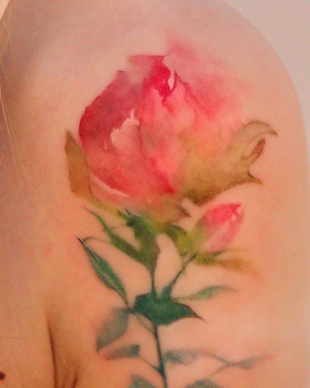 Flower, Rose