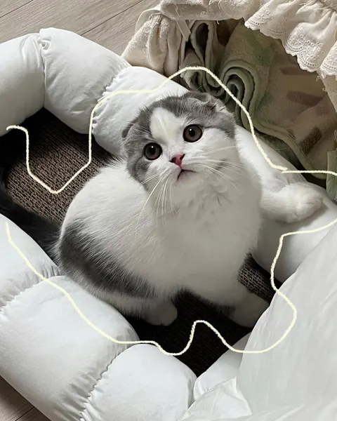 Animal