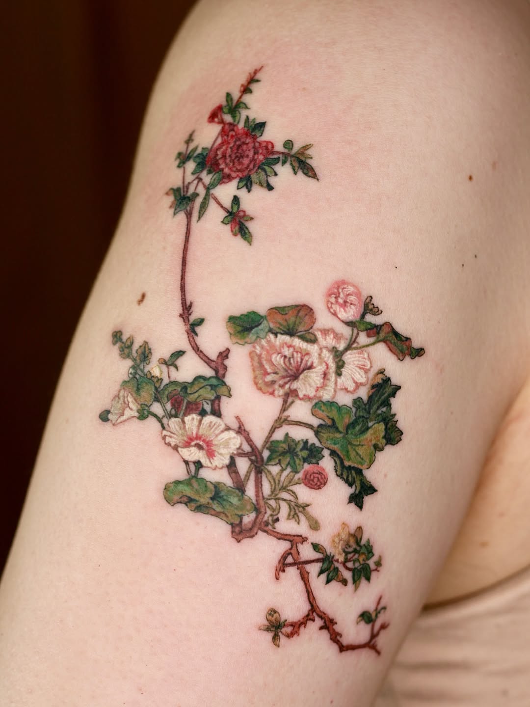Flower, Rose, Nature