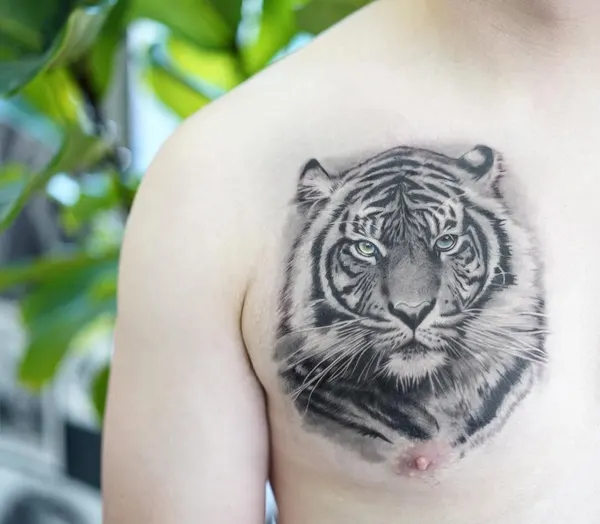Tiger, 중국 호랑이, 한국 호랑이, 치타