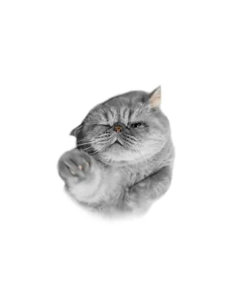 고양이