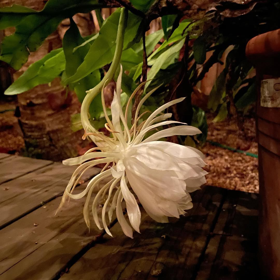 Flower, Nature