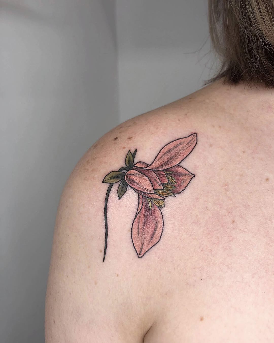 Flower, Rose, Nature