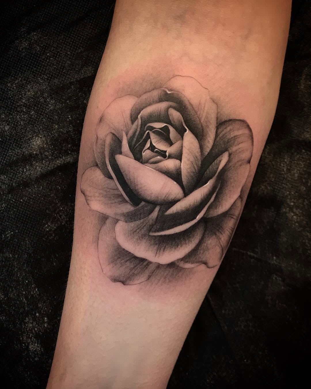 Flower, Rose