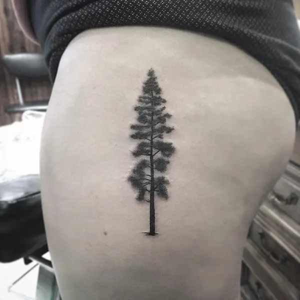 Nature, 숲, 나무, 소나무, 대나무