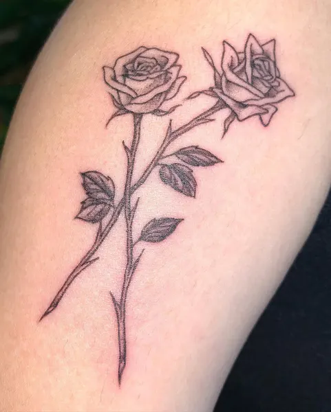 Flower, Rose, Nature