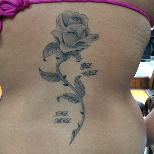 Flower, Rose, Nature