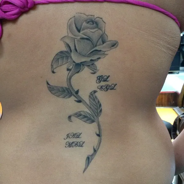 Flower, Rose, Nature