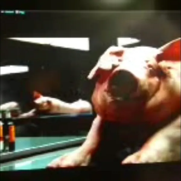 Animal