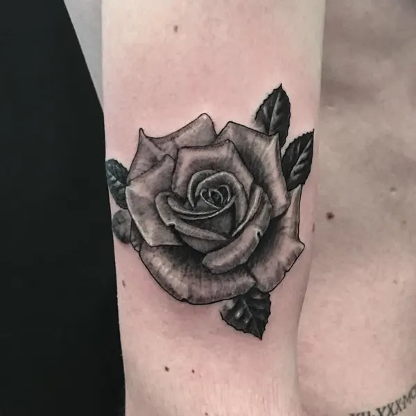 Flower, Rose, Nature