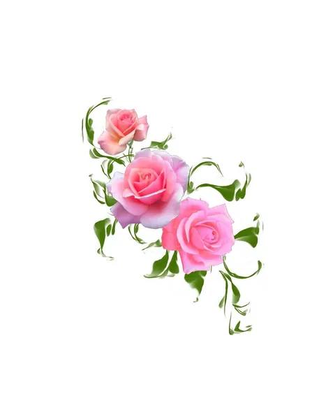 Flower, Rose, Nature