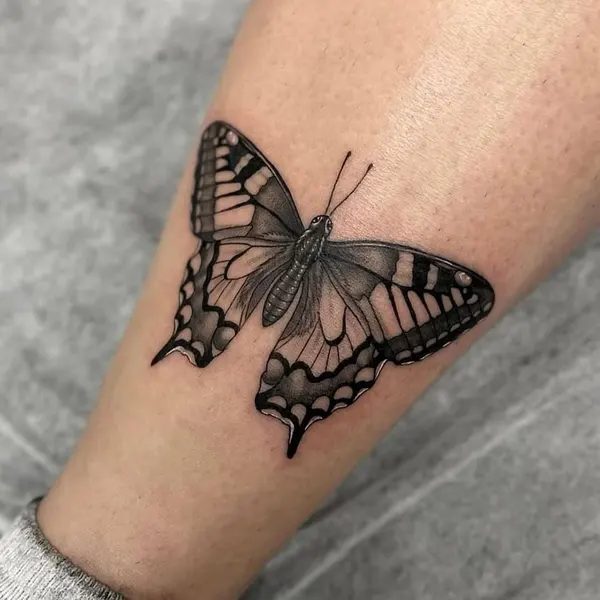 Animal, Nature