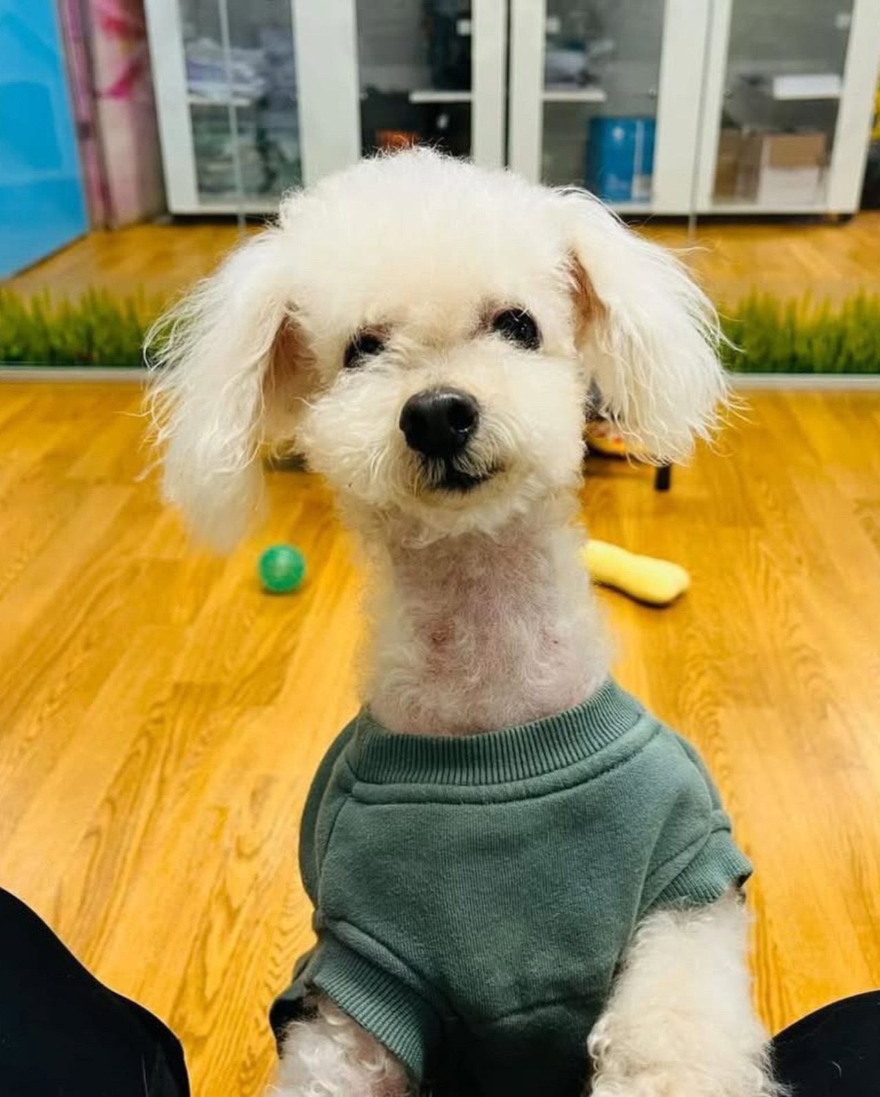반려동물