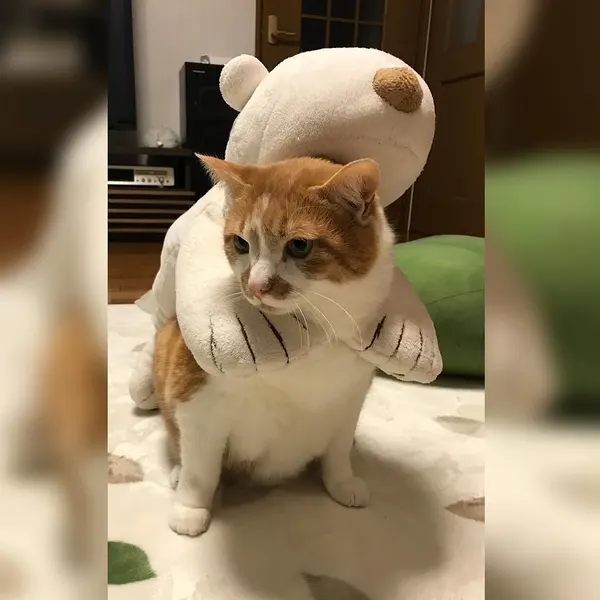 Animal