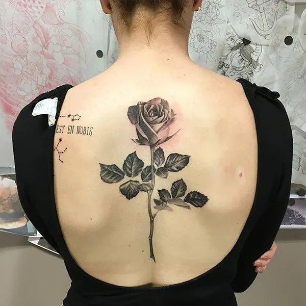 Flower, Rose, Nature