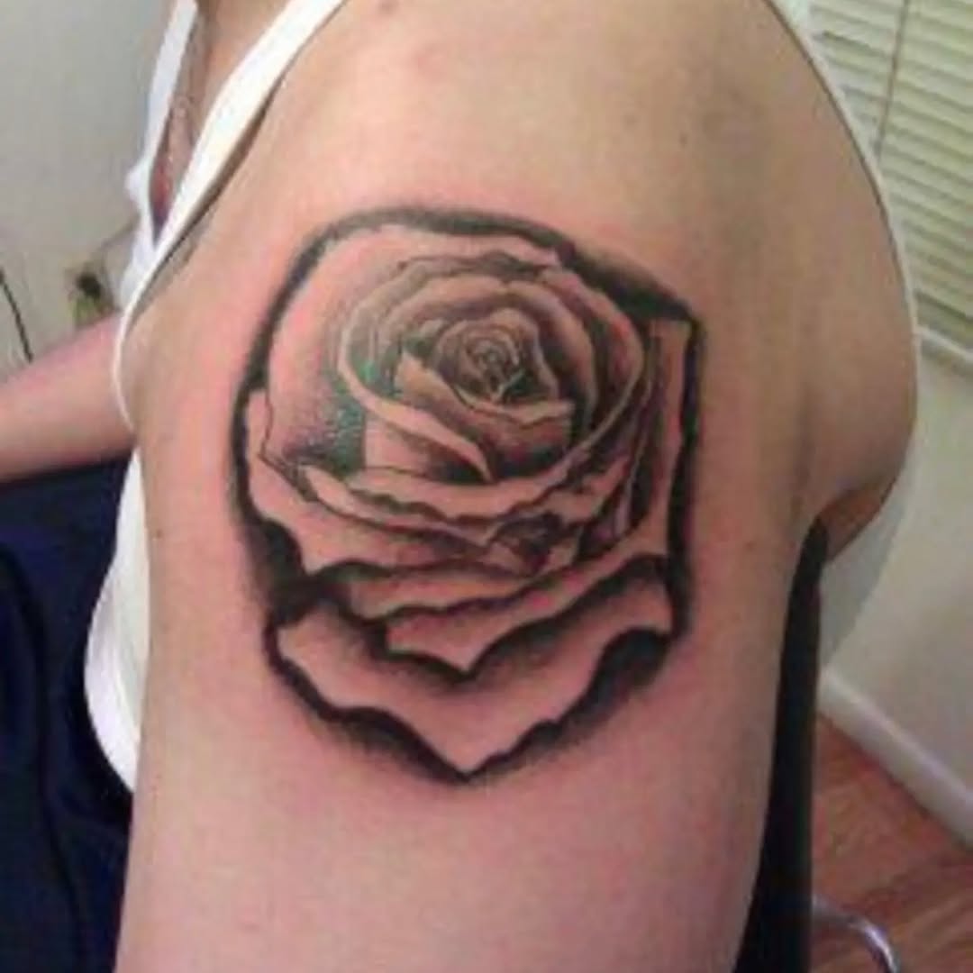 Flower, Rose, Nature