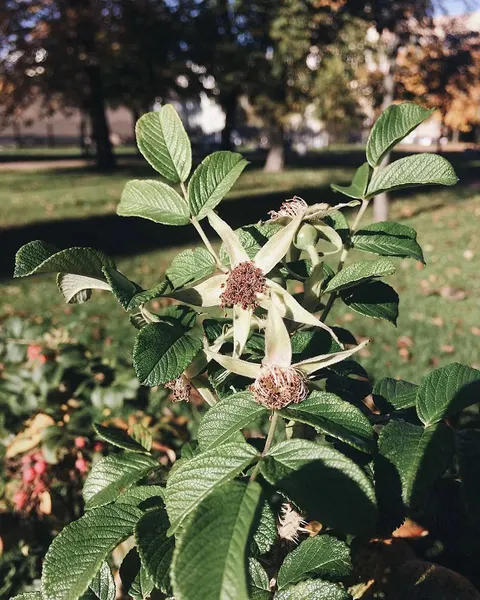 fflowerporn