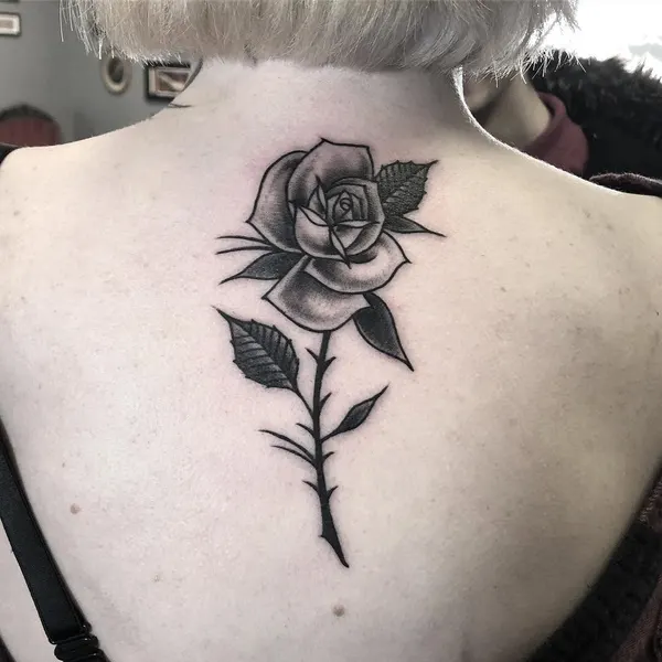 Flower, Rose, Nature
