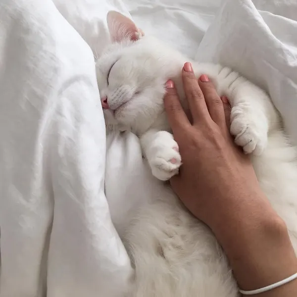 paw.tattoo