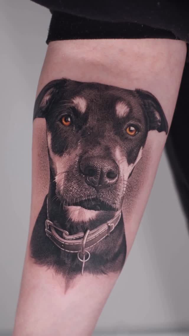 Animal