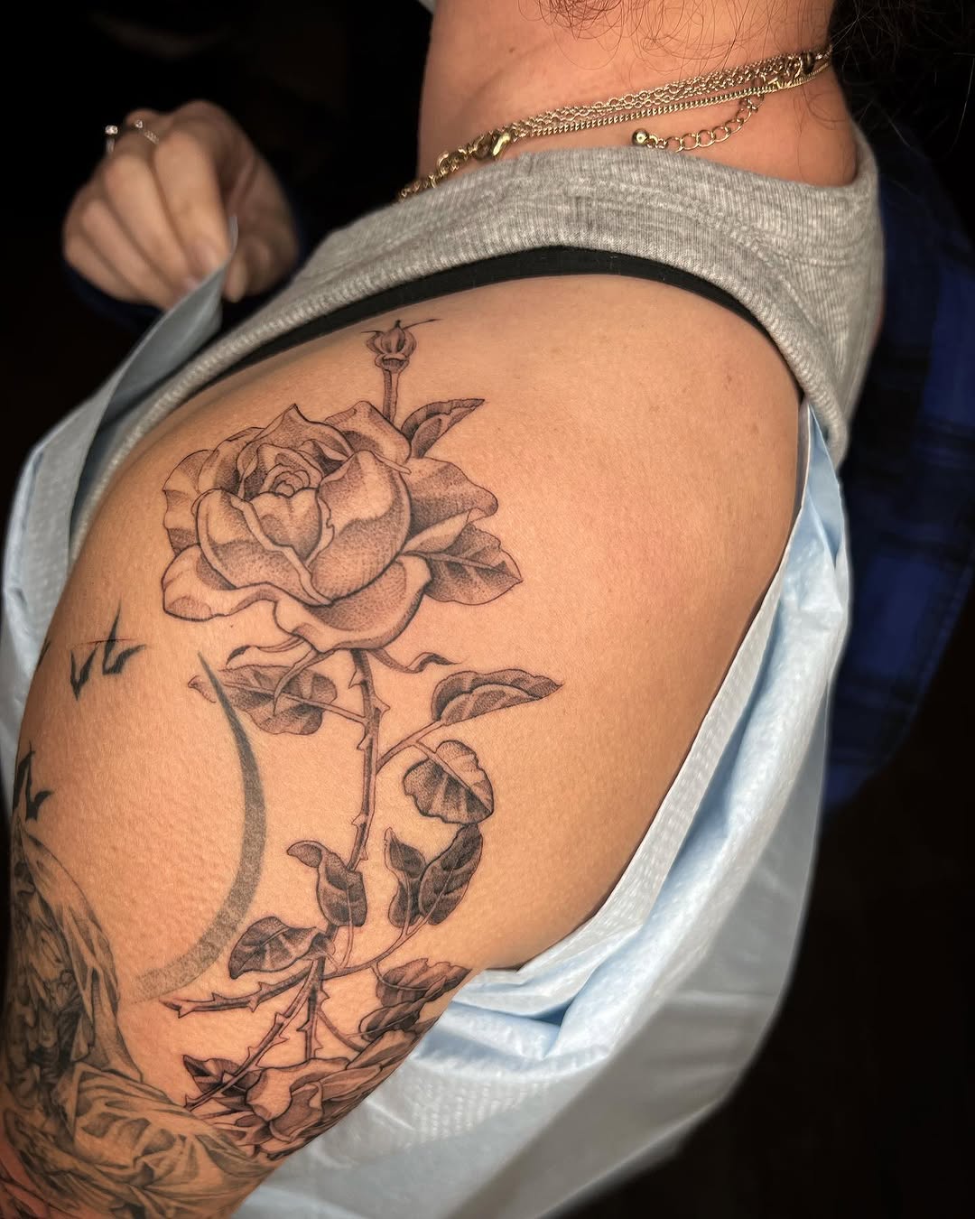 Rose, Nature, Flower