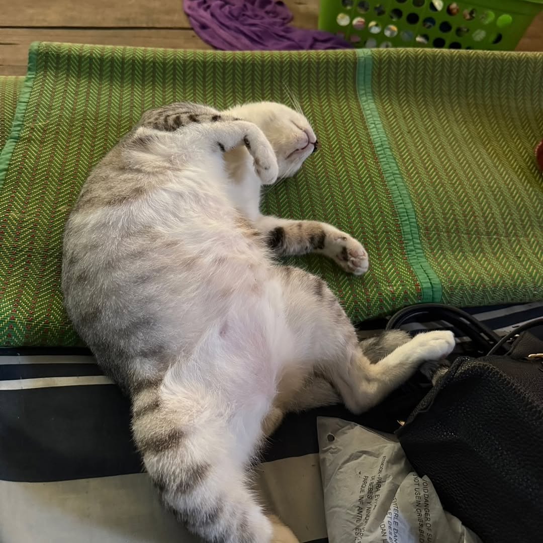 Animal
